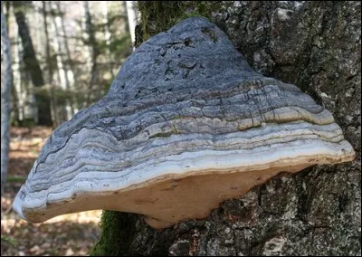 Ce second polypore est-il comestible ?