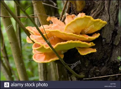 Ce troisième polypore est-il comestible ?