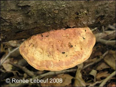 Comment classerez-vous ce quatrième et dernier polypore ?
