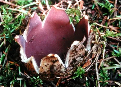 Cette première pézize est-elle comestible ?