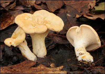 Ce champignon est-il comestible ?