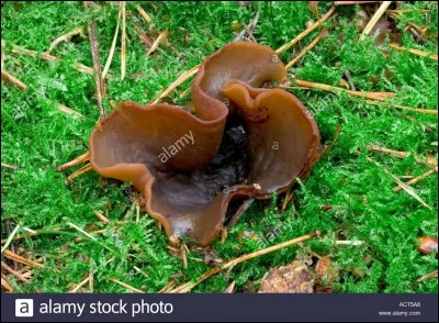 Cette seconde et dernière pézize est-elle comestible ?