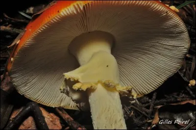 Comment classerez-vous ce champignon ?