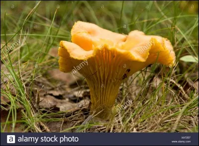 Ce spécimen se mange-t-il ?