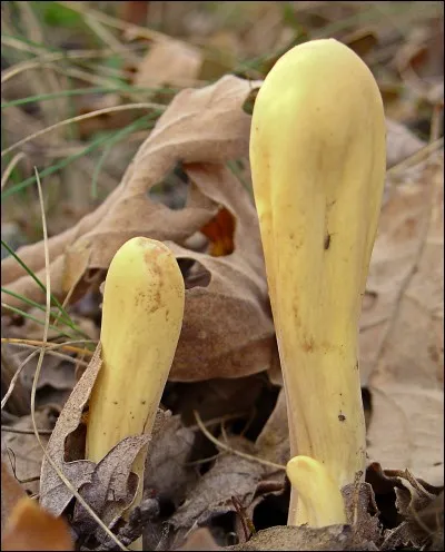 Ce spécimen est-il comestible ?