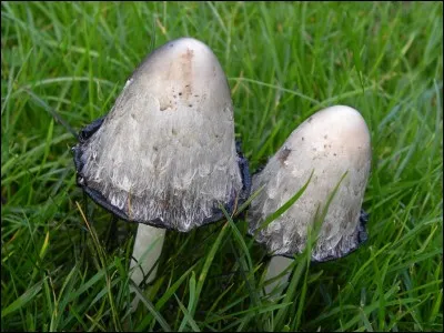 Celui-là est-il comestible ?