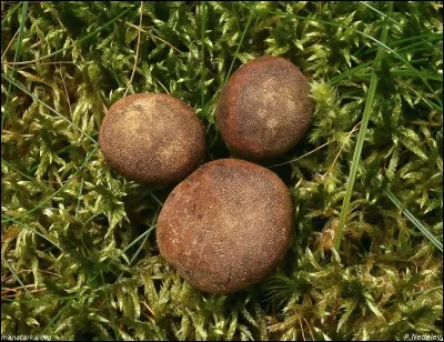 Histoire de dire, ce spécimen est...