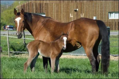 Quel est ton style de discipline ?