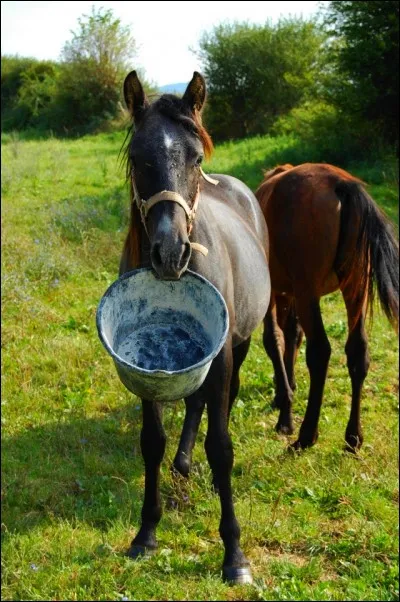Qu'est-ce qu'est un cheval pour toi ?