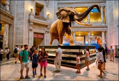 Ce merveilleux musée est fidèle aux autres de l'Institut et est conséquemment gratuit. C'est le troisième musée le plus visité au monde. Ses collections comprennent plus de 126 millions de spécimens dont 46 squelettes complets de dinosaures, une baleine de taille réelle, le diamant Hope retaillé à partir du Bleu de France...