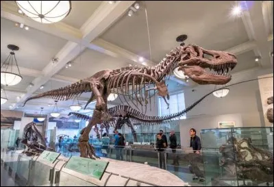 J'adore ce musée près de Central Parc, là où l'on se sent dans les pas de Theodore Roosevelt et où les collections sont tellement variées : animaux naturalisés, espaces 3d, dinosaures, l'histoire de la terre et des cultures indigènes. L'ambiance d'ancien musée qui y règne est si agréable.
Je passerais volontiers une nuit à tout visiter avec Robin Williams comme dans le film ''La Nuit au musée''.