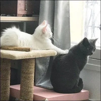 Comment s'appellent ses chats ?