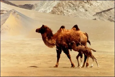 Désignez cet animal en espagnol