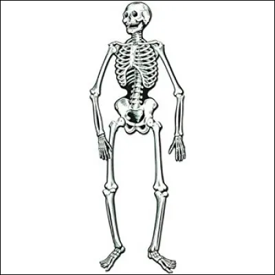 Vrai ou faux ? Dans un corps humain, on compte 12 paires de côtes ?