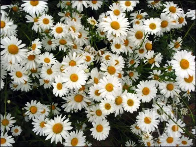 Comment appelle-t-on cette fleur ?