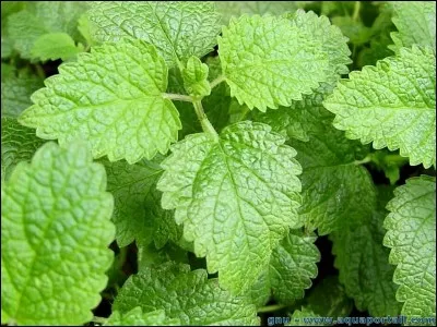 Est-ce que c'est vraiment de la menthe ?