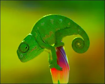 Quelle est la particularité du caméléon ?