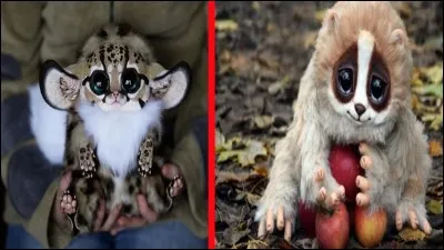 Cet animal est-il dangereux ?