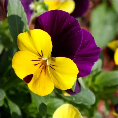 Comment sont tes pensées la plupart du temps ?