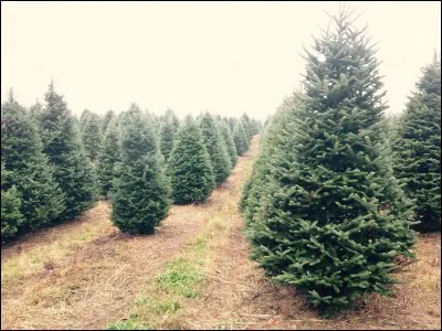 Quel arbre pr&eacute;f&egrave;res-tu ?