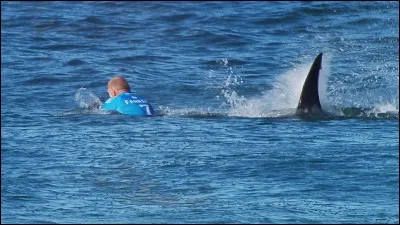 Pour finir, quel est le titre anglais de ce film où la star est une grosse bête à la dent dure ?