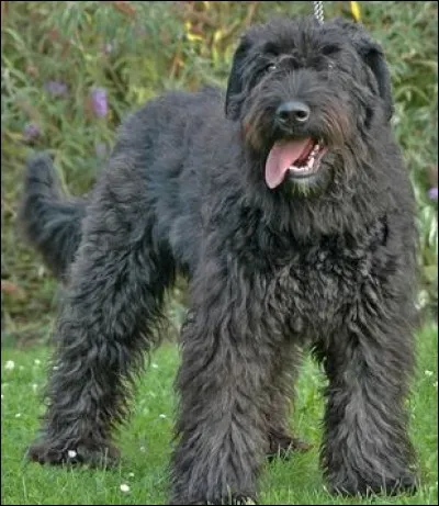 Quelle est la race de ce chien ?