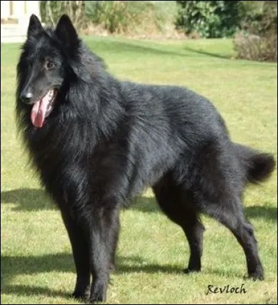 Quelle est la race de ce chien ?