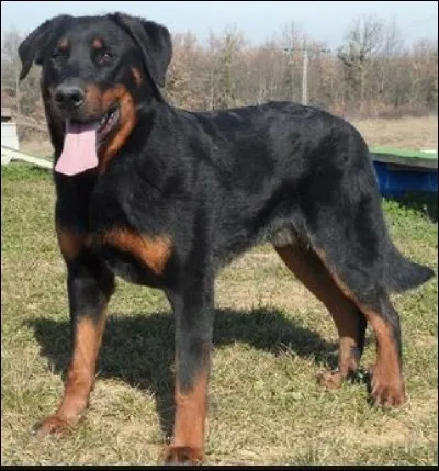 Quelle est la race de ce chien ?