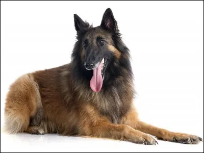 Quelle est la race de ce chien ?