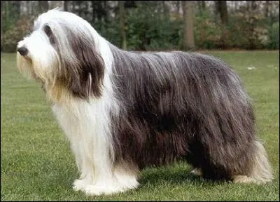 Quelle est la race de ce chien ?