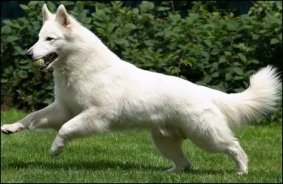 Quelle est la race de ce chien ?