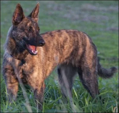 Quelle est la race de ce chien ?