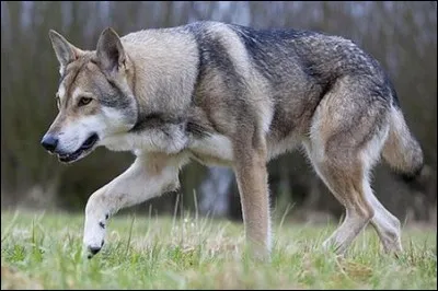 Quelle est la race de ce chien ?