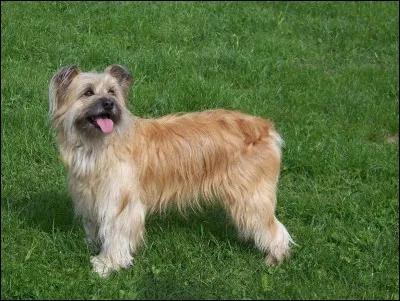 Quelle est la race de ce chien ?