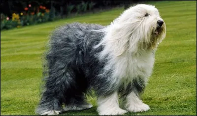 Quelle est la race de ce chien ?