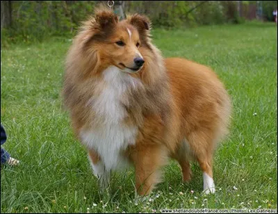 Quelle est la race de ce chien ?