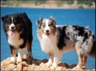 Quelle est la race de ce chien ?