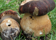 Quiz Quiz champignons : toxiques ou comestibles ? (3)