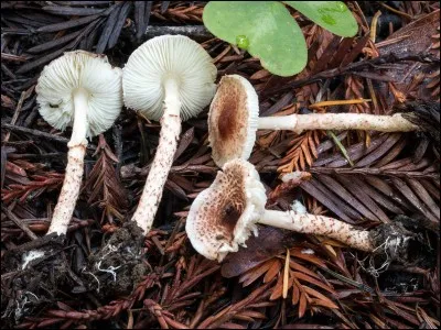 Ce petit champignon de la même famille que le précédent est-il comestible ?