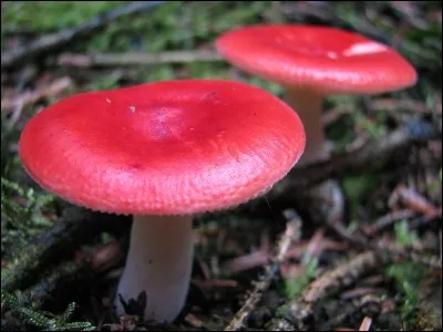 Ce joli petit champignon à pied blanchâtre est-il comestible ?