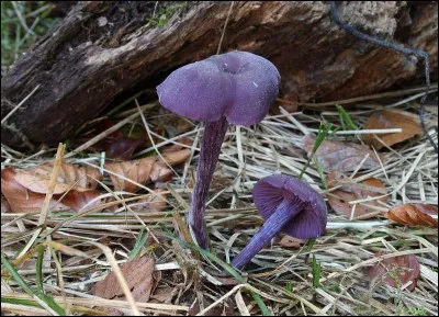 Ce petit champignon à couleur unique est-il comestible ?