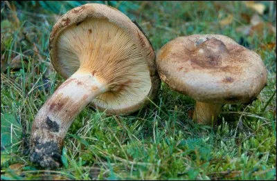 Ce champignon à lames dont la marge du chapeau est remarquablement enroulée est-il comestible ?