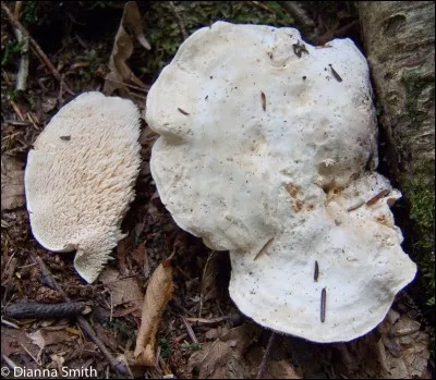 Ce champignon blanc à aiguillons, qui pousse quelquefois en grand nombre, est-il comestible ?