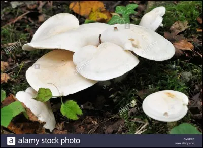 Ce champignon à lames et à forte odeur de farine est-il comestible ?