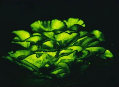 Ces lames phosphorescentes appartiennent à un champignon. Mais celui-ci est-il comestible ?