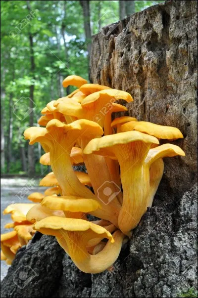Ce petit champignon dont on a du mal à savoir ce que c'est est-il comestible ?