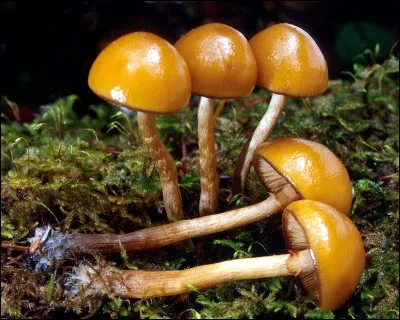 Ce champignon poussant sur du bois est-il comestible ?