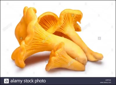 Ce champignon à marge ondulée poussant en grand nombre est-il comestible ?