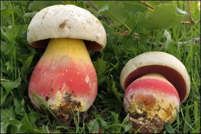Ce champignon bleuissant à la cassure est-il comestible ?