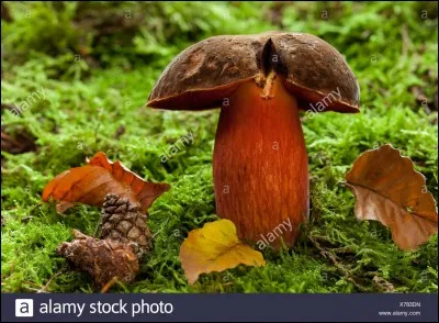 Ce champignon un peu ressemblant, qui bleuit également à la cassure, est-il comestible ?